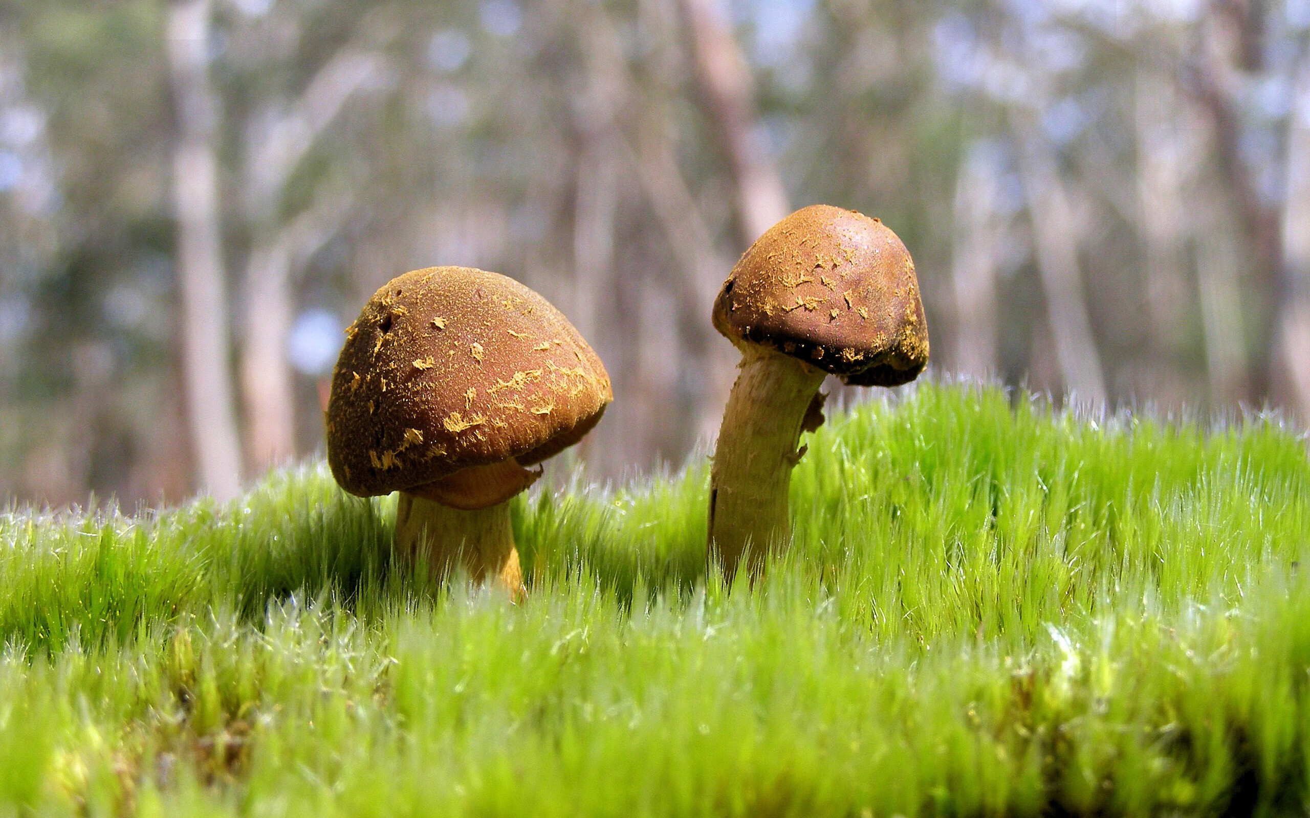 乐鱼app下载-“天府新区沙滩合球挑战：快速、灵活、强悍”