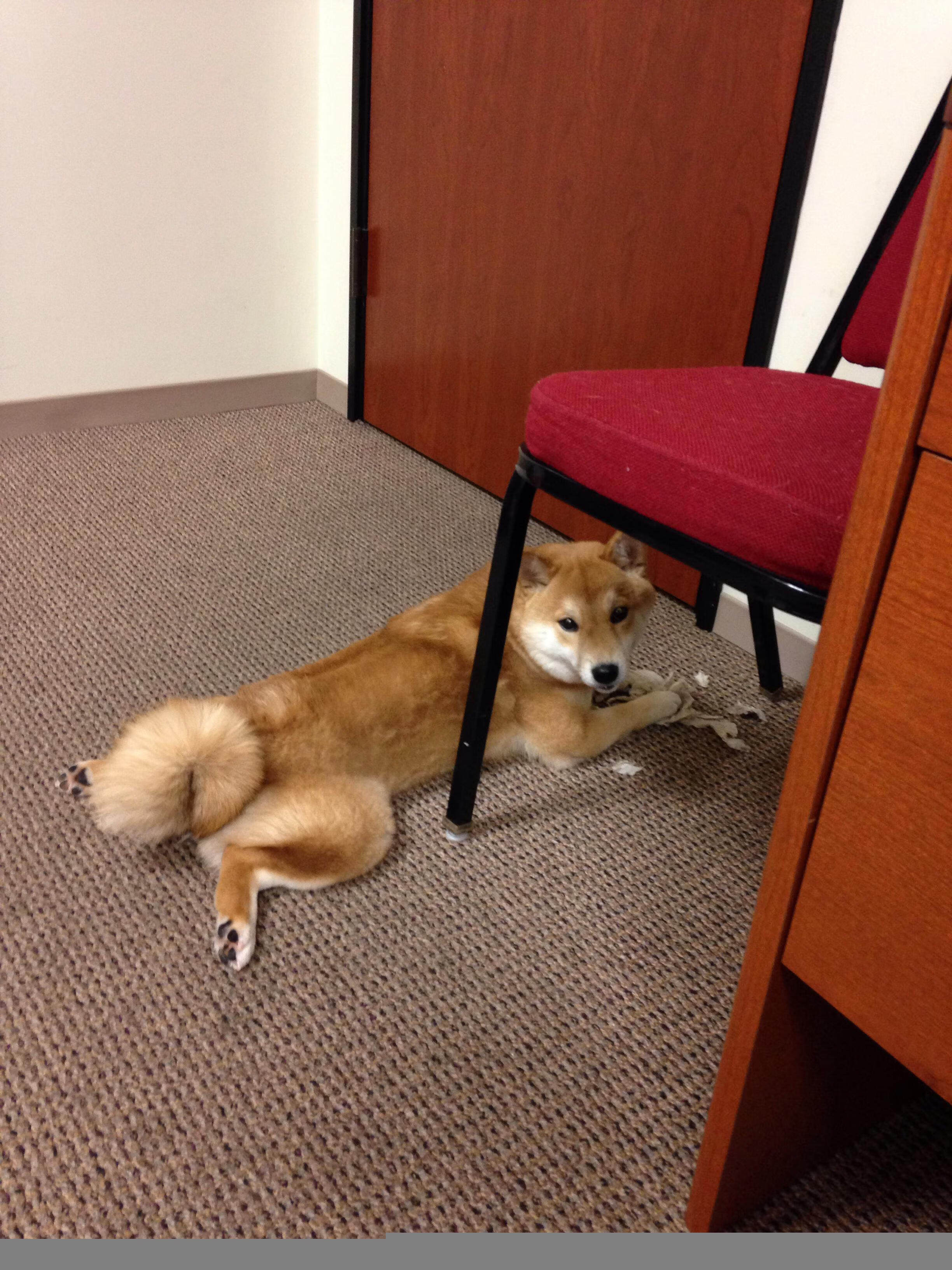 乐鱼体育app在线登录-“简阳文体中心：篮球与羽毛球赛事齐头并进，精彩不断”