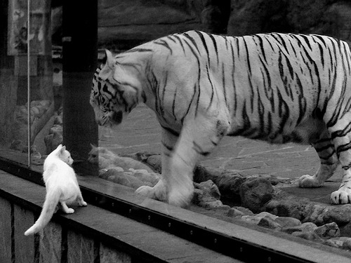 乐鱼体育app官网-中国三人女篮表现出色，中国三人女篮什么意思