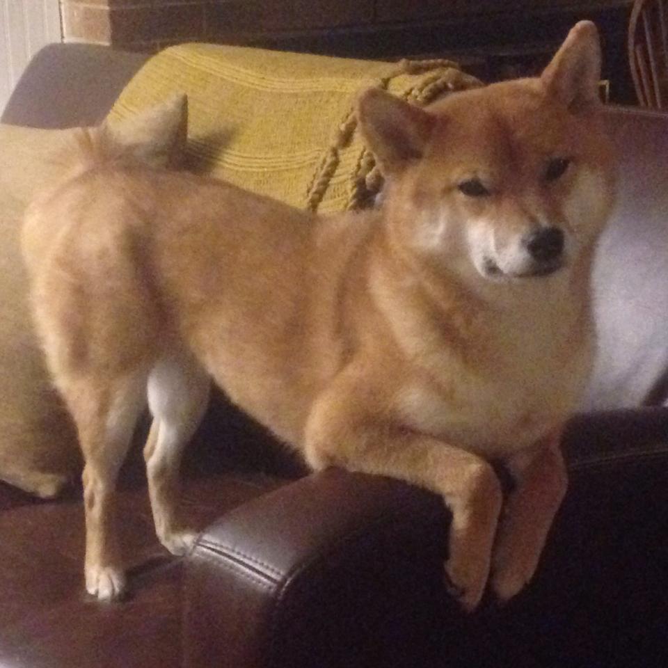 五大联赛球员比赛负荷是否已达极限，五大联赛上座人数