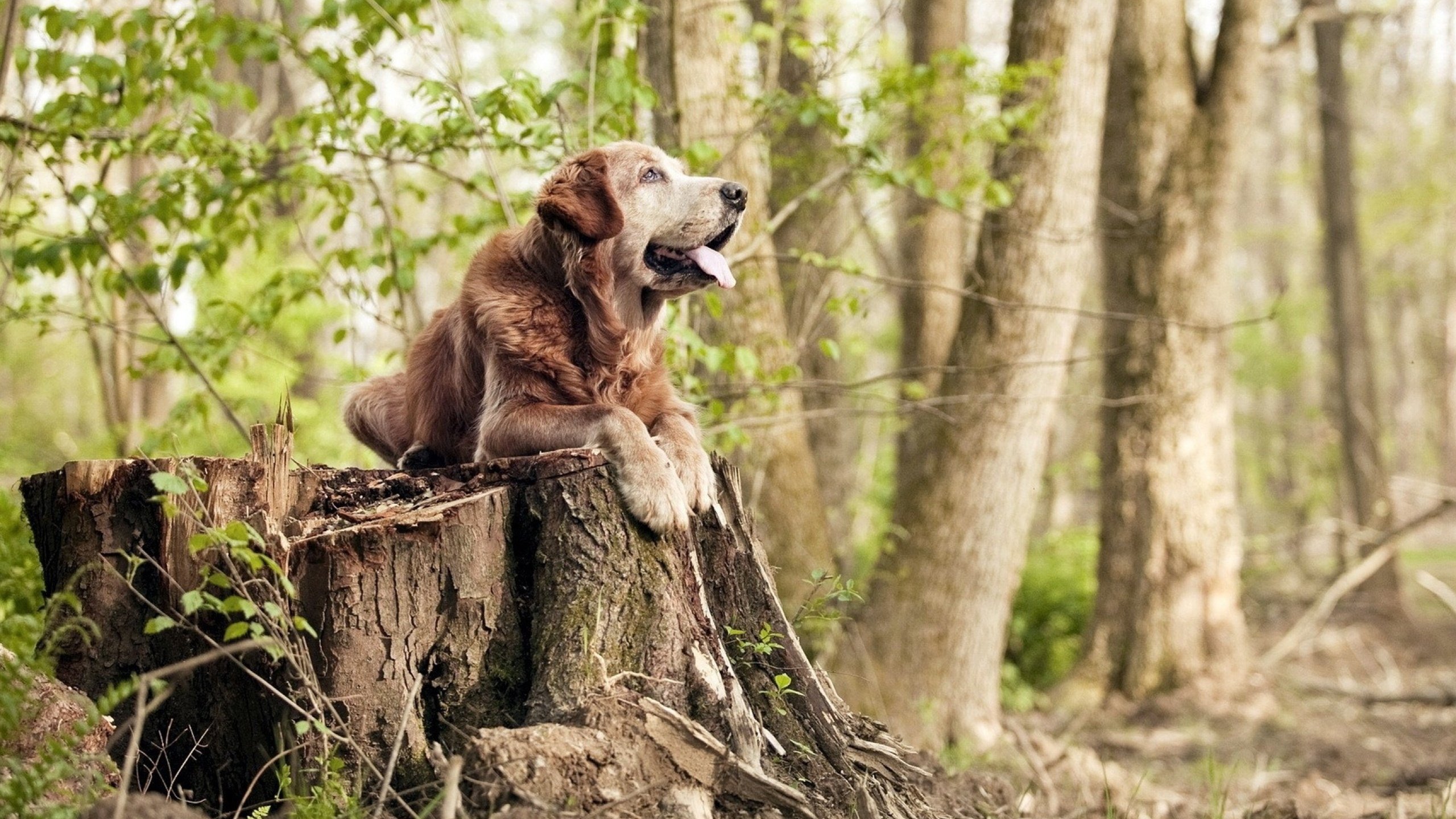 拜仁后防稳固，零封对手，拜仁新签后卫