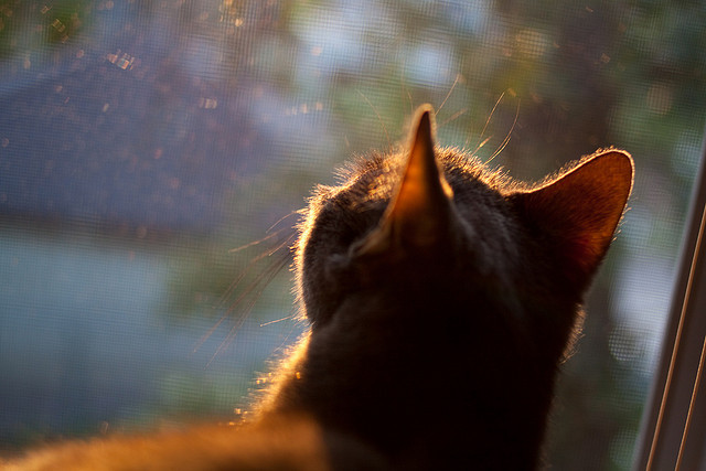 乐鱼体育官网下载-运动科技成果转化加速提升训练效率，运动训练科学化进展与启示