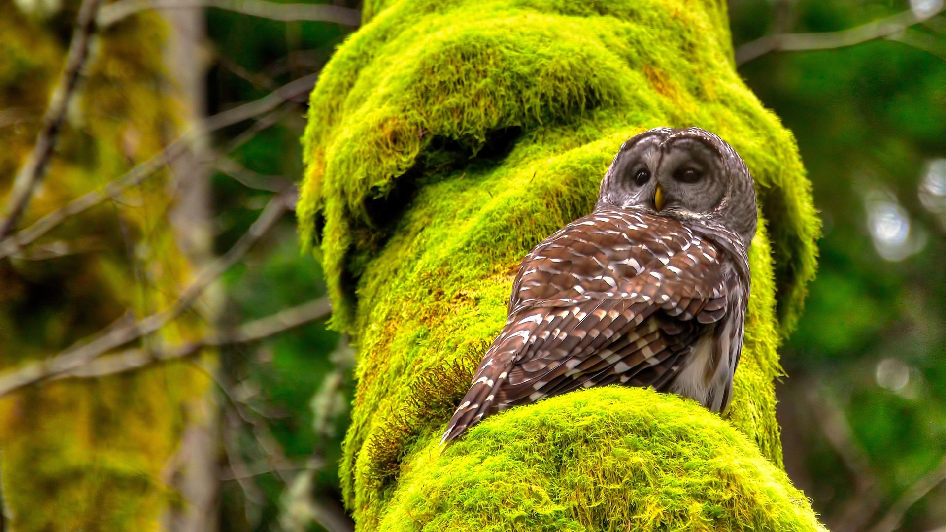 门兴格拉德巴赫阵容深度成为优势所在,门兴格拉德巴赫实力怎么样