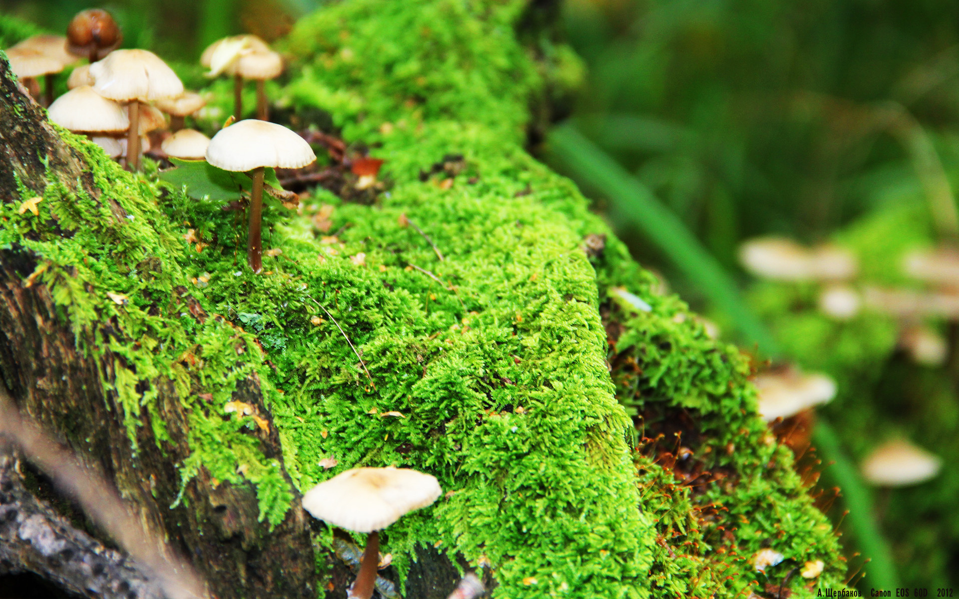 乐鱼app下载-凯瑟琳·伯科夫50米仰泳决赛技术动作解析，仰泳50米世界纪录保持者