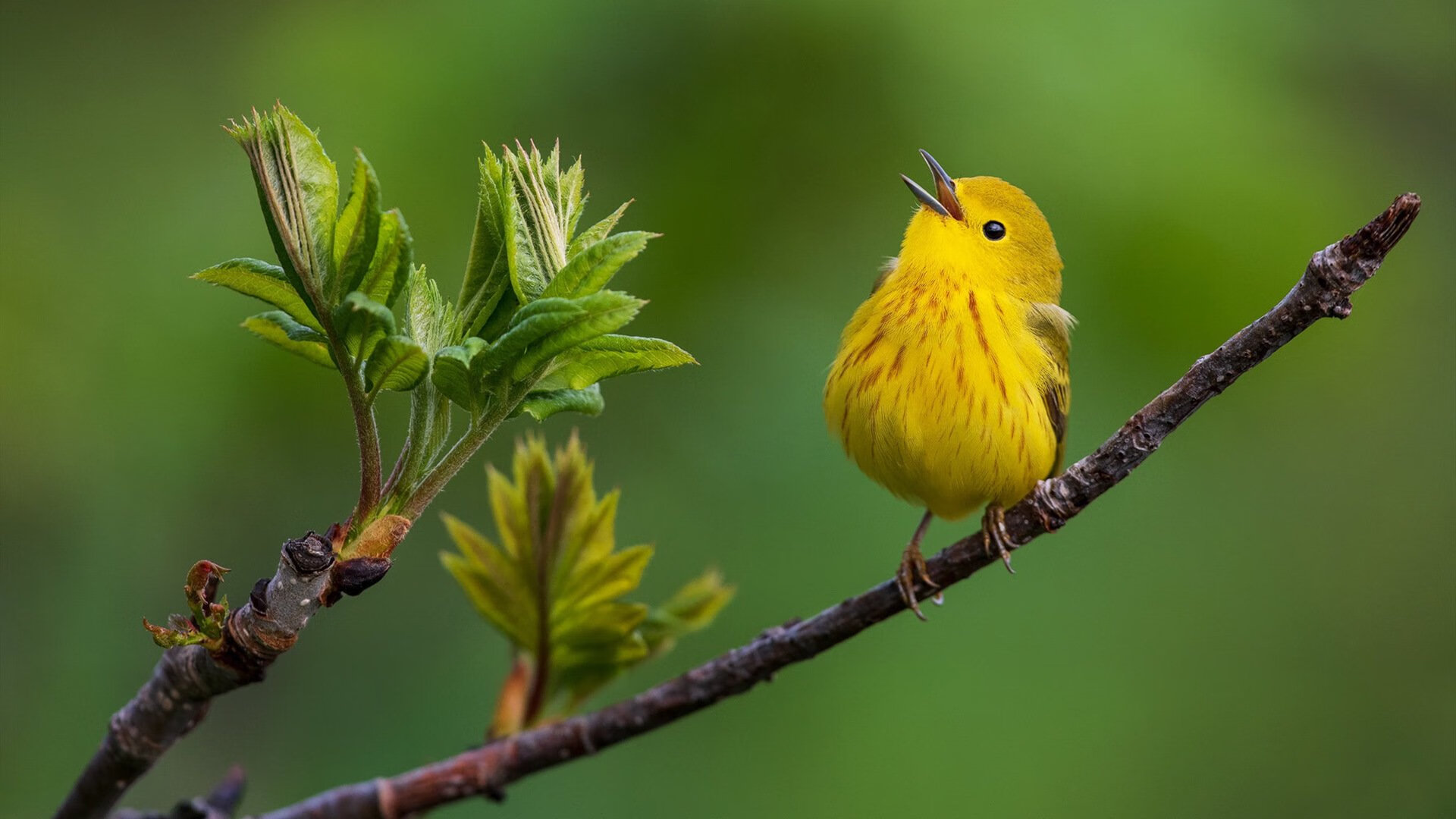 南非羚羊队的球员：每个位置都具备极高的竞技水平和战术意识，南非大羚羊主要分布哪里
