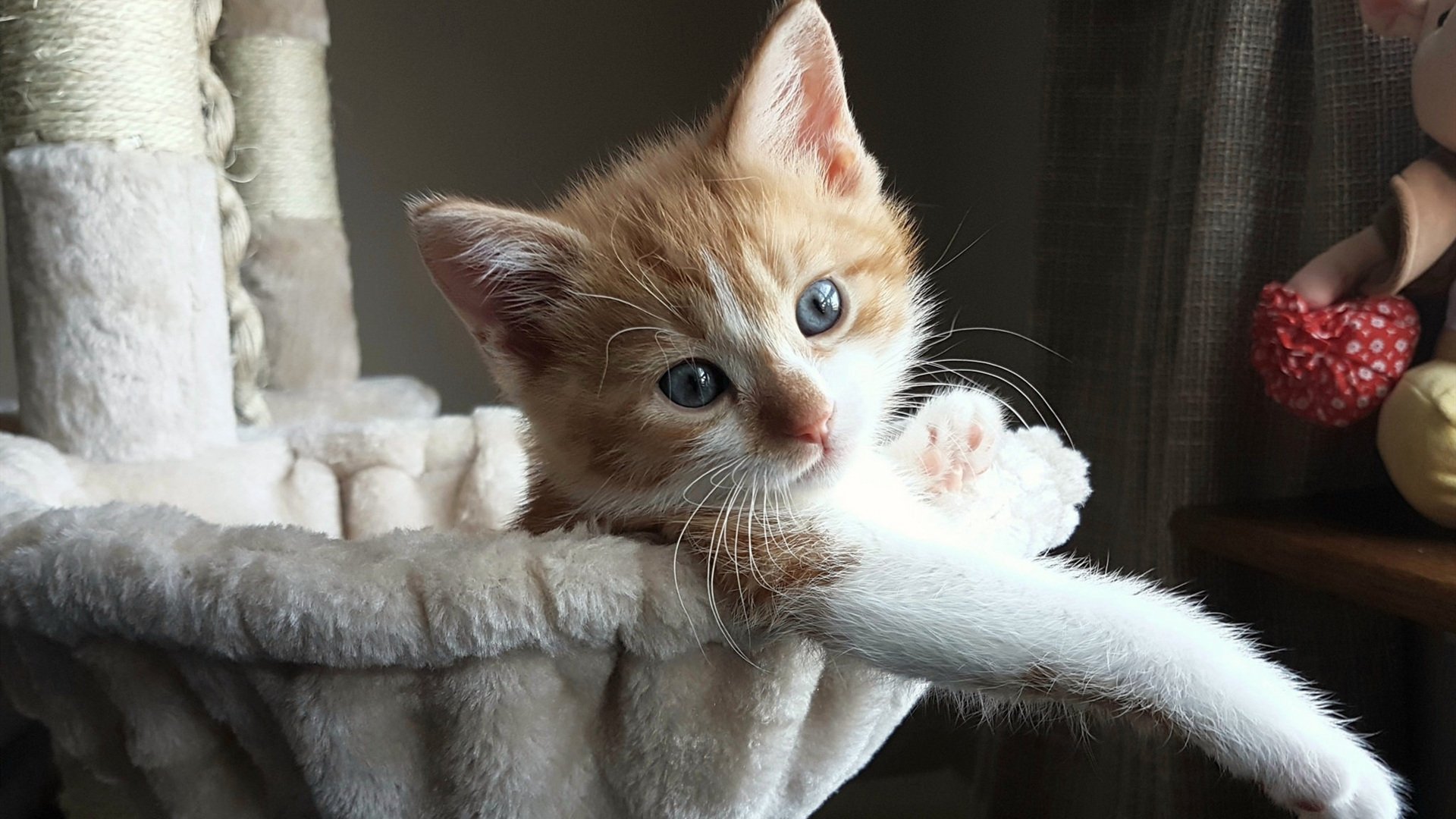 奥卡拉汉决赛表现引发媒体关注,奥卡拉汉州长