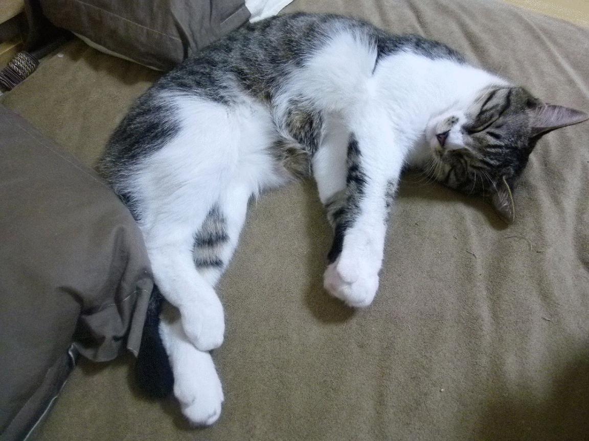 巴西队在南美预赛中领跑，全力备战世界杯