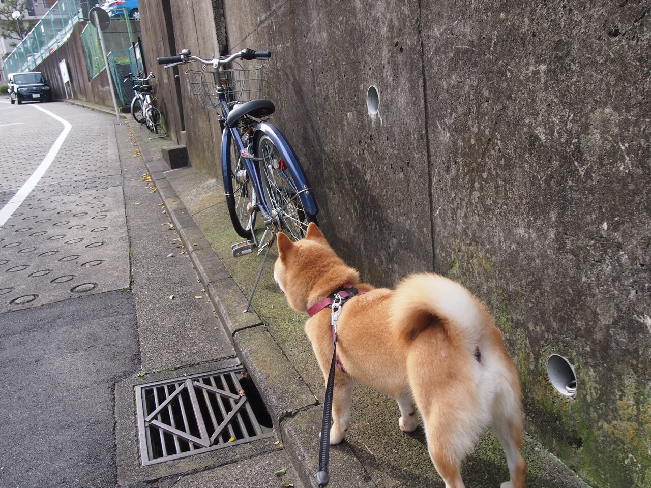 德甲节奏飞快：攻防转换精彩不断！，德甲对抗