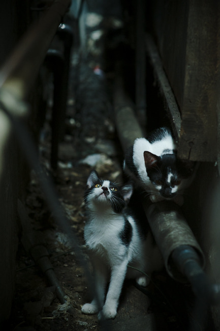 法国混合接力团队展现年轻活力,法国混合双打队员