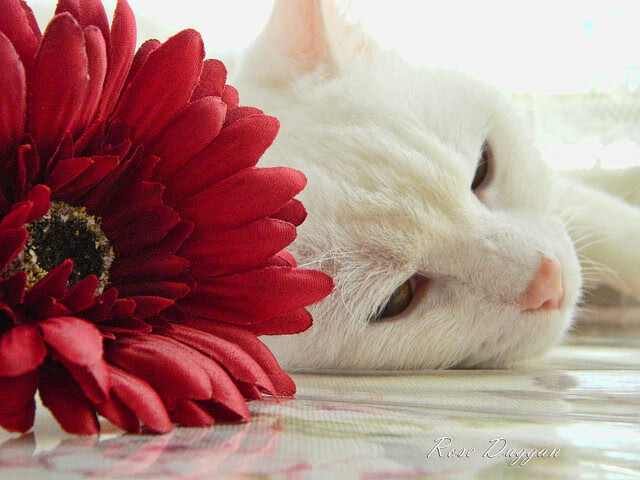 乐鱼体育入口-澳大利亚男篮在奥运会预选赛中全力以赴，夺得宝贵胜利