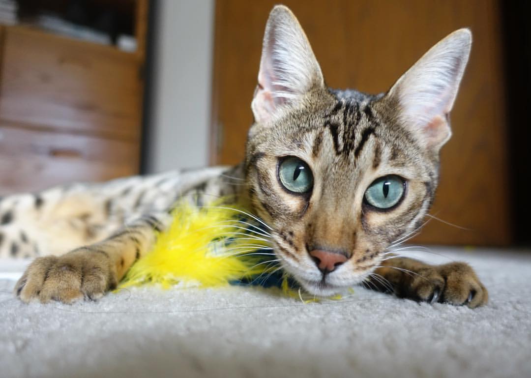 乐鱼体育app官网-莱德基续写女子自由泳传奇故事，莱德基1500米自由泳里约奥运会