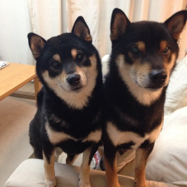 足球赛事现场音乐设计提升观众情绪反应，足球场上音乐